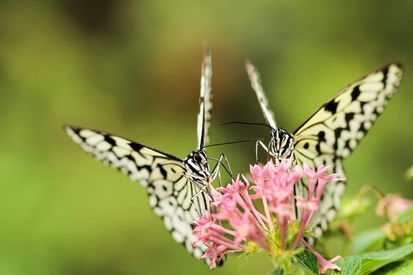 How to Design a Butterfly-Friendly Garden with UK Native Plants?