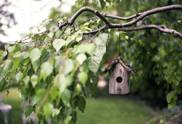 How to Construct a Squirrel-Proof Bird Feeder for Your UK Garden?