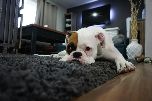 What is the best flooring option for a UK home with pets and high traffic?